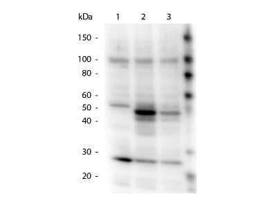 Western Blot: HAUS8 [p Ser70] Antibody [NBP2-19128]